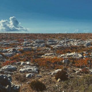 ~ cosmic - chtonic cartography 

this landscape is a sanctuary of  primeval mystery, a particular and specific place that since immemorial times weaves songs, myths and symbols of our history.

this is a poetic landscape 
where
every rock has a voice.
-
-
-
#poeticlandscape #cthoniccartography #somaticpresence #embodiment #biophylosophy #artaspuresadhana